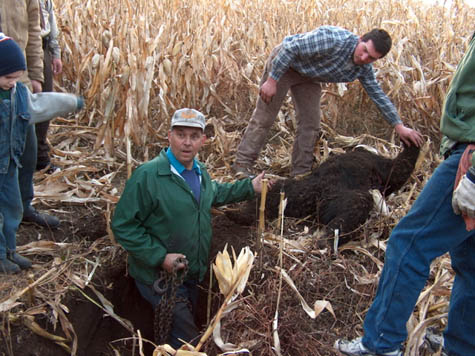 Bear in Cornfield